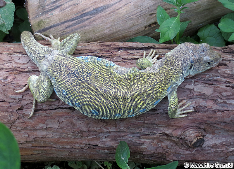 ホウセキカナヘビ Timon lepidus