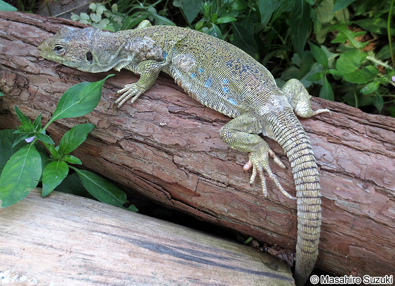 ホウセキカナヘビ Timon lepidus