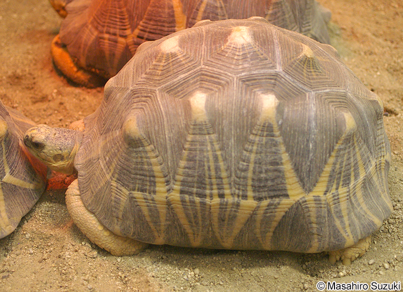 ホウシャガメ Astrochelys radiata