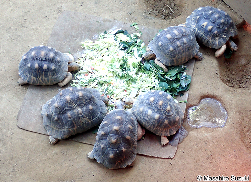 ホウシャガメ Astrochelys radiata