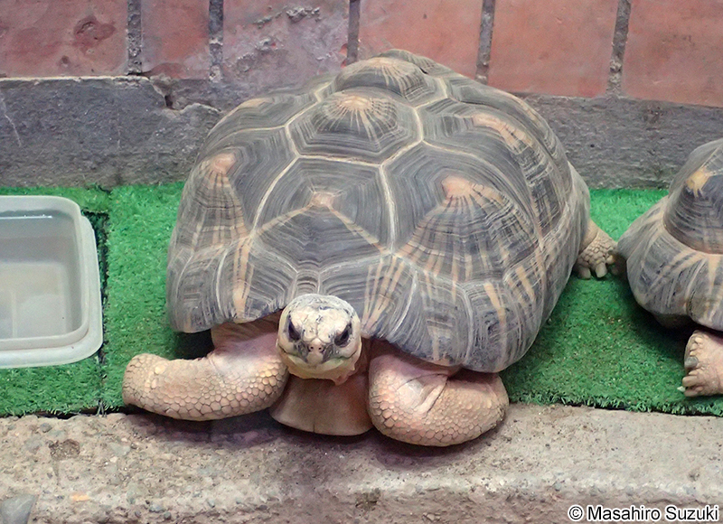 ホウシャガメ Astrochelys radiata