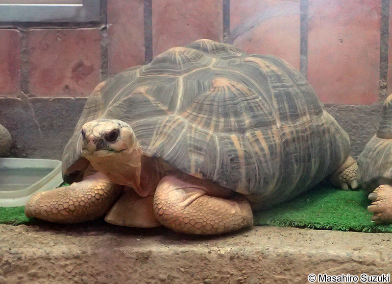 ホウシャガメ Astrochelys radiata