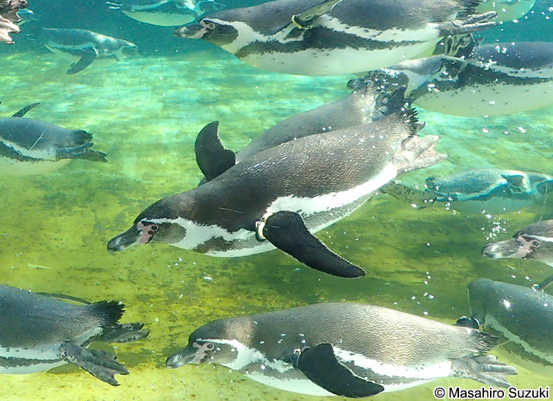 フンボルトペンギン Spheniscus humboldti