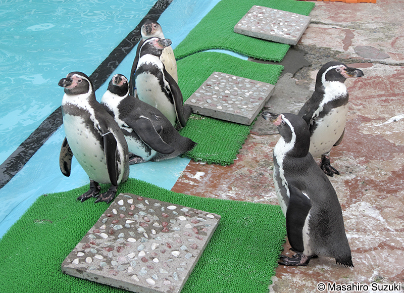 フンボルトペンギン Spheniscus humboldti