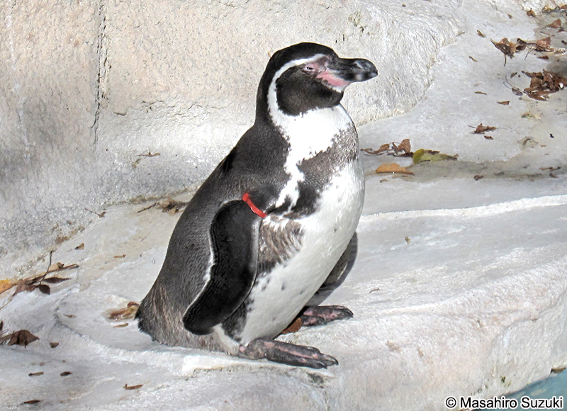 フンボルトペンギン Spheniscus humboldti