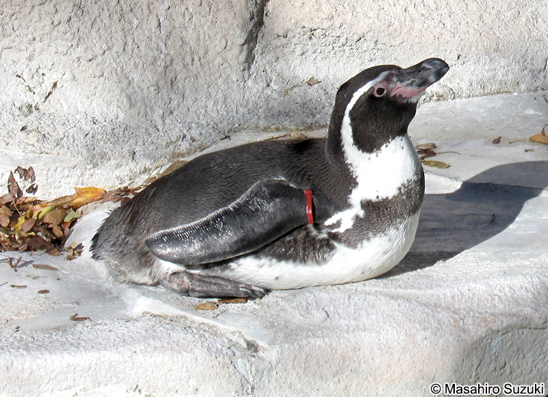フンボルトペンギン Spheniscus humboldti