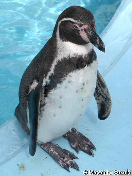 フンボルトペンギン Spheniscus humboldti