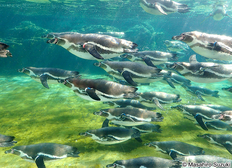 フンボルトペンギン Spheniscus humboldti