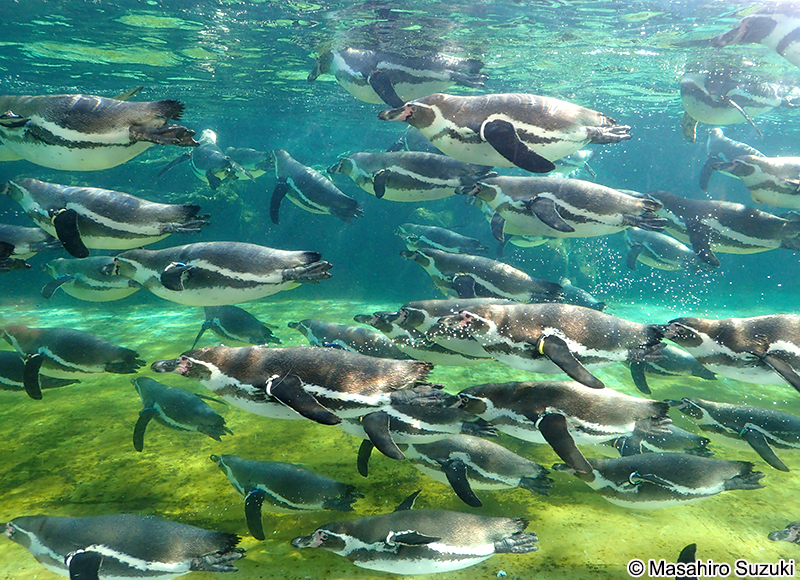 フンボルトペンギン Spheniscus humboldti