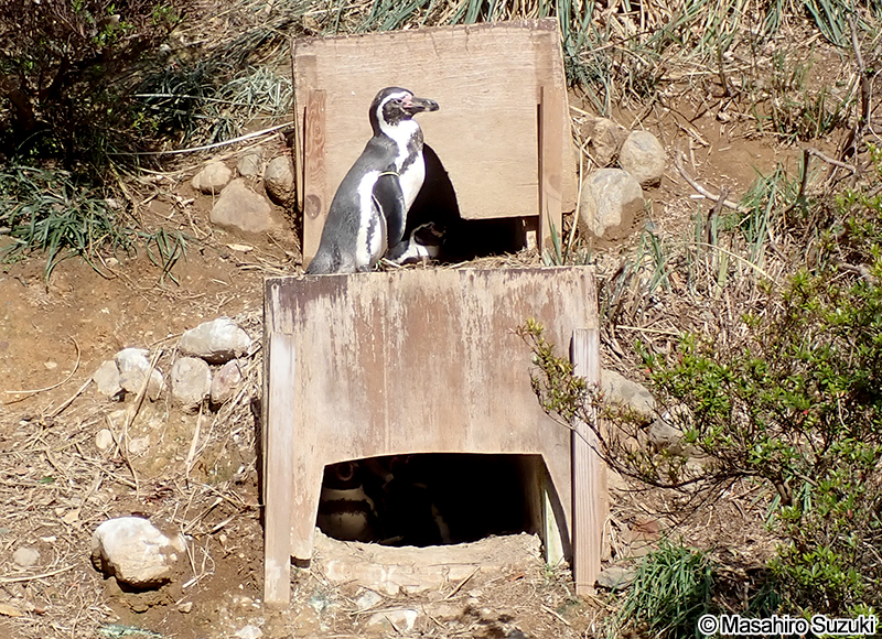 フンボルトペンギン Spheniscus humboldti
