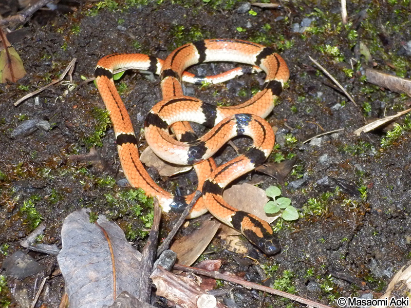 ヒャン Sinomicrurus japonicus japonicus