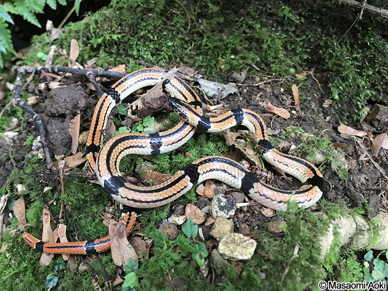 ヒャン Sinomicrurus japonicus japonicus