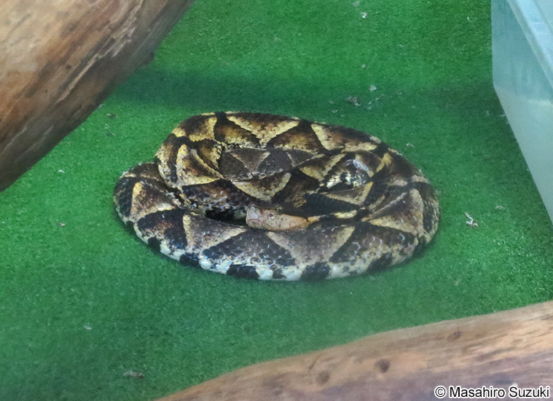 ヒャッポダ Deinagkistrodon acutus