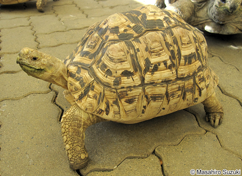 ヒョウモンガメ Stigmochelys pardalis