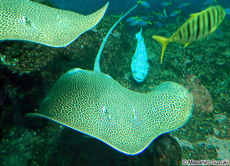 ヒョウモンオトメエイ Himantura uarnak