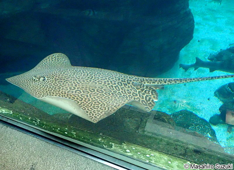 ヒョウモンオトメエイ Himantura uarnak