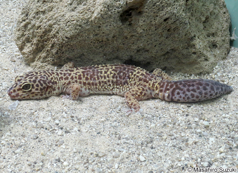 ヒョウモントカゲモドキ Eublepharis macularius