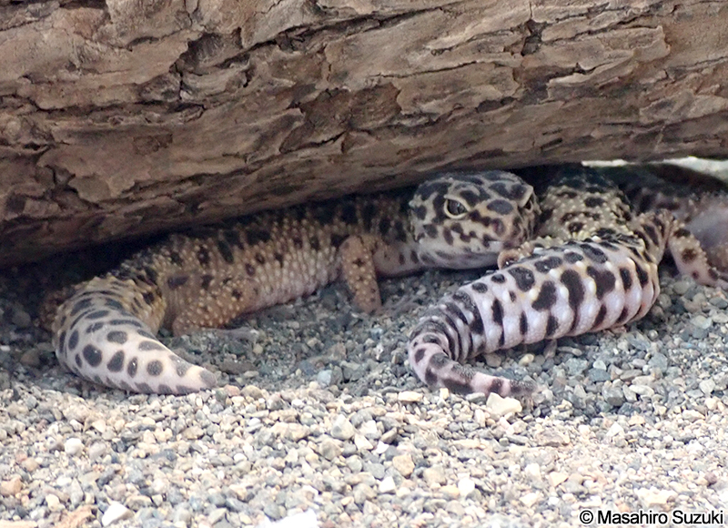 ヒョウモントカゲモドキ Eublepharis macularius