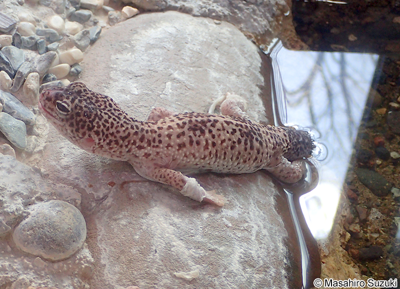 ヒョウモントカゲモドキ Eublepharis macularius