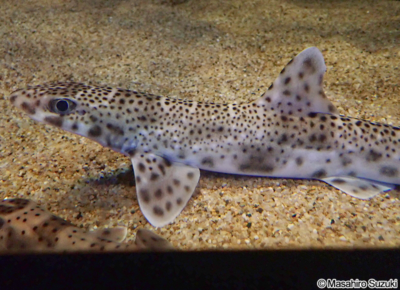 ヒョウザメ Proscyllium venustum