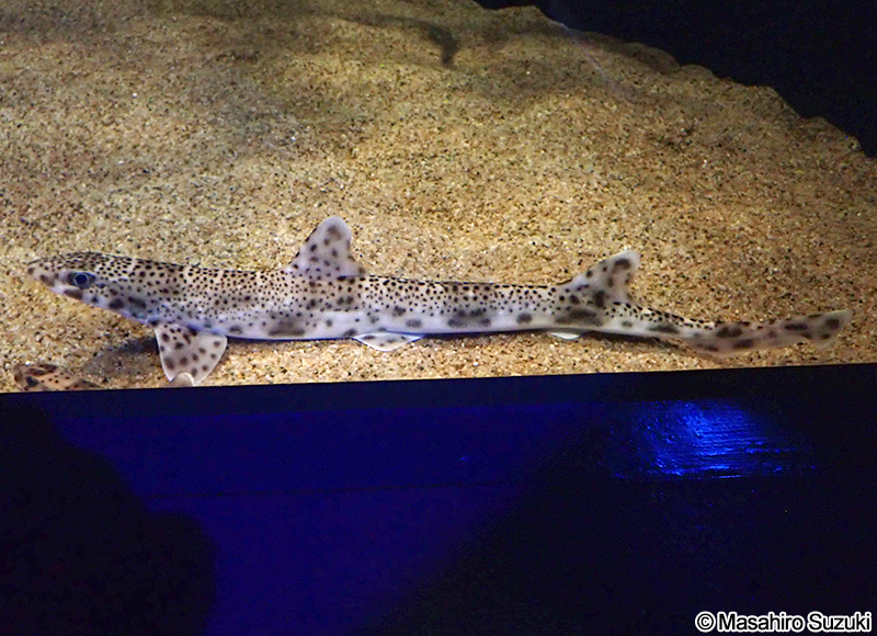 ヒョウザメ Proscyllium venustum