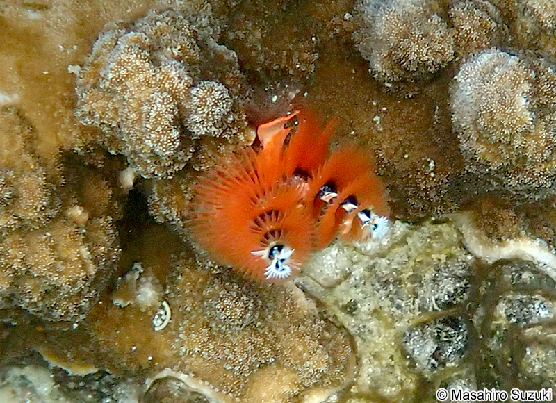 イバラカンザシ Spirobranchus giganteus