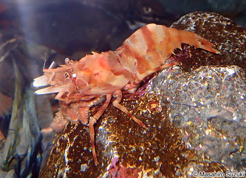 イバラモエビ Lebbeus groenlandicus