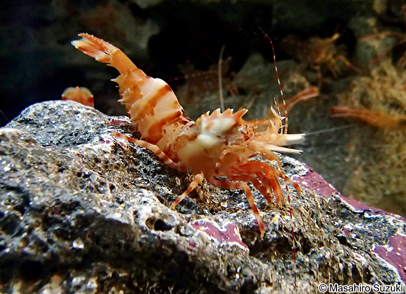 イバラモエビ Lebbeus groenlandicus