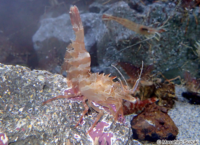 イバラモエビ Lebbeus groenlandicus