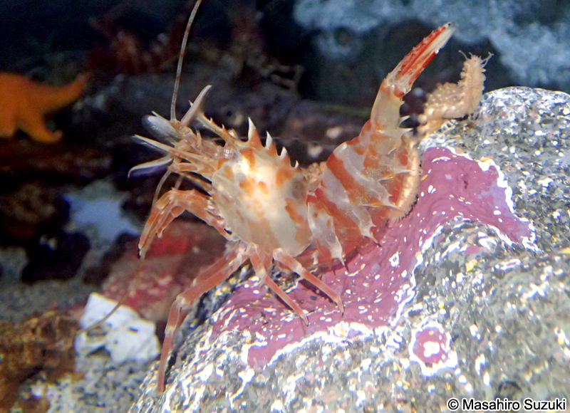 イバラモエビ Lebbeus groenlandicus