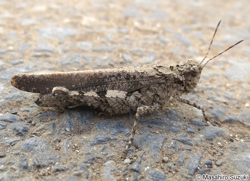 イボバッタ Trilophidia japonica