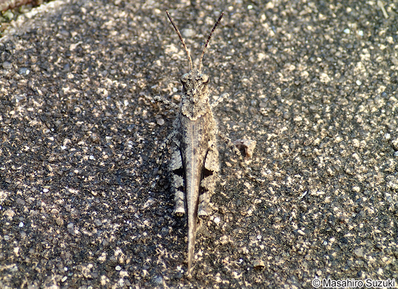 イボバッタ Trilophidia japonica