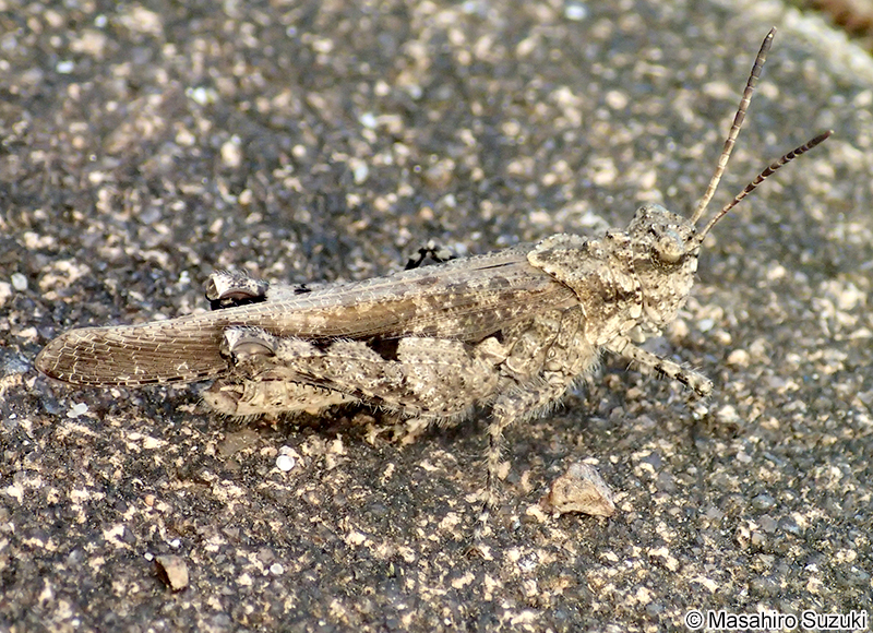 イボバッタ Trilophidia japonica