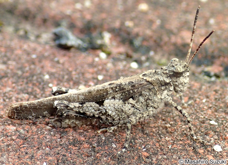 イボバッタ Trilophidia japonica