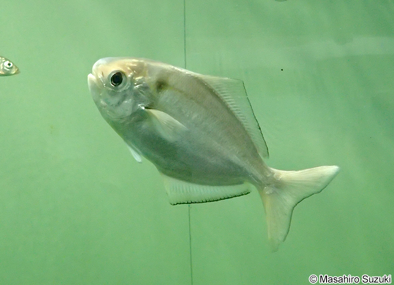 イボダイ Psenopsis anomala