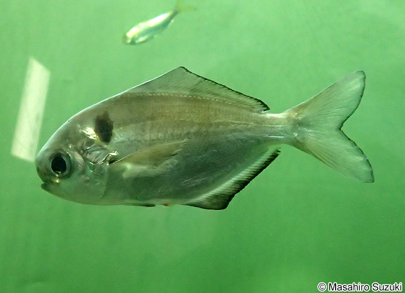 イボダイ Psenopsis anomala