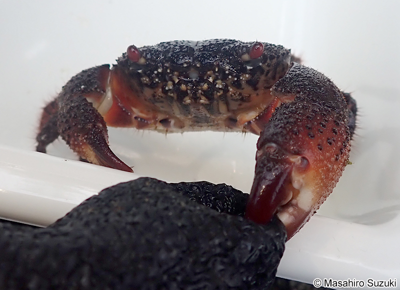 イボイワオウギガニ Eriphia ferox