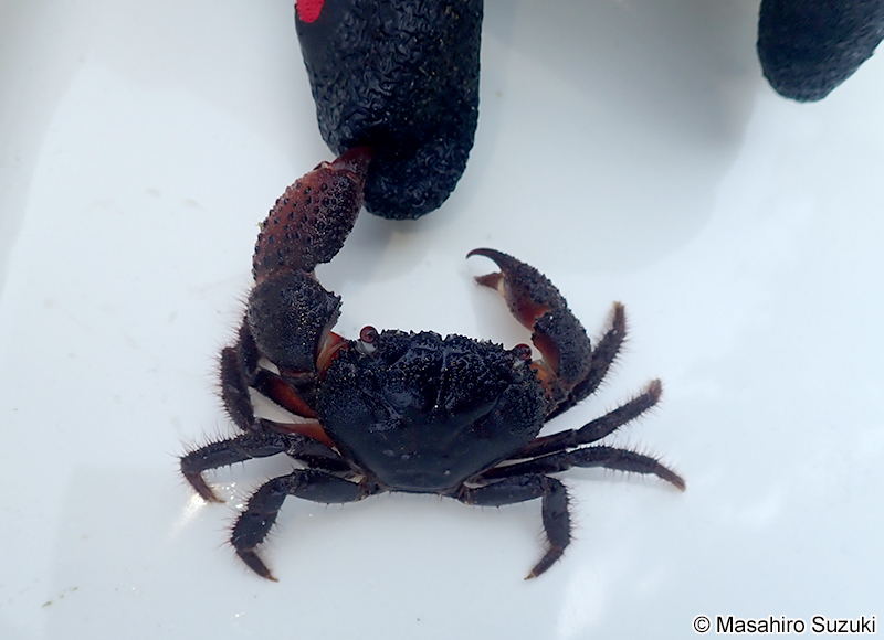 イボイワオウギガニ Eriphia ferox
