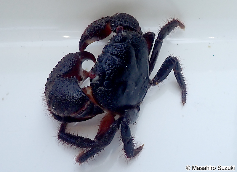 イボイワオウギガニ Eriphia ferox