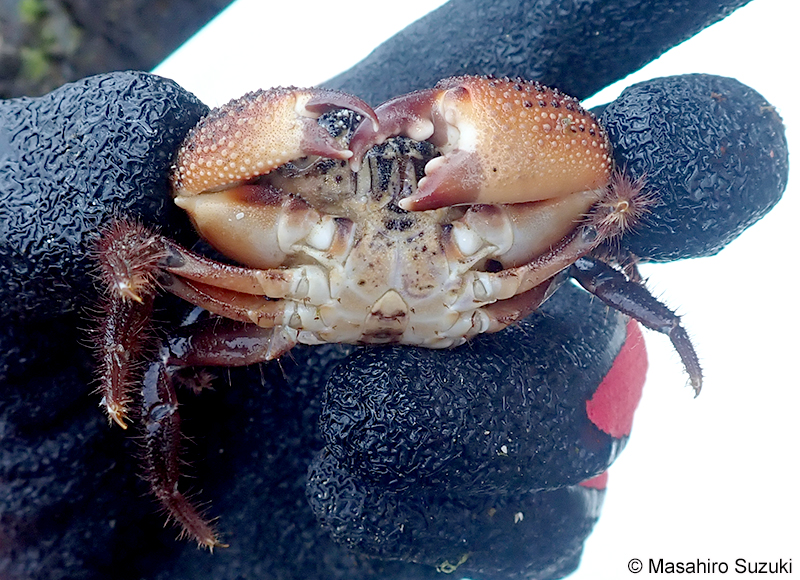 イボイワオウギガニ Eriphia ferox