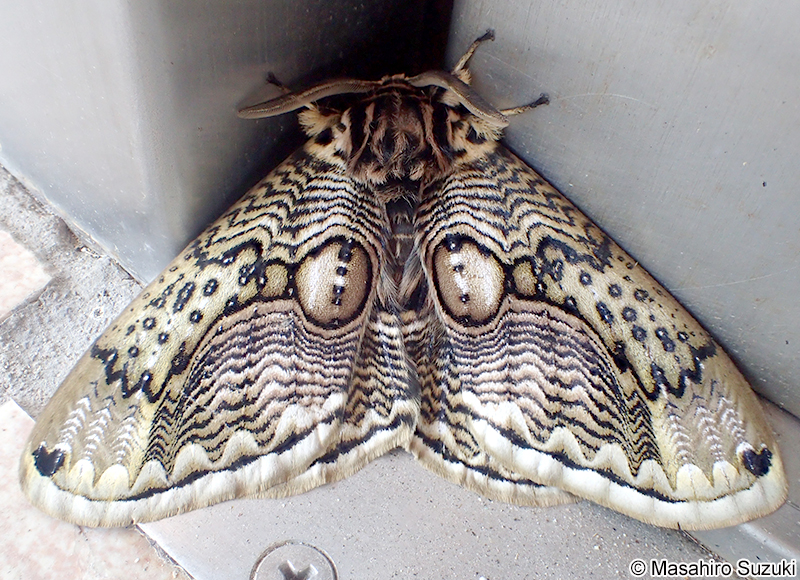 イボタガ Brahmaea japonica