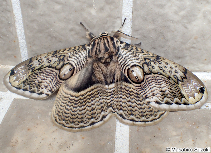 イボタガ Brahmaea japonica