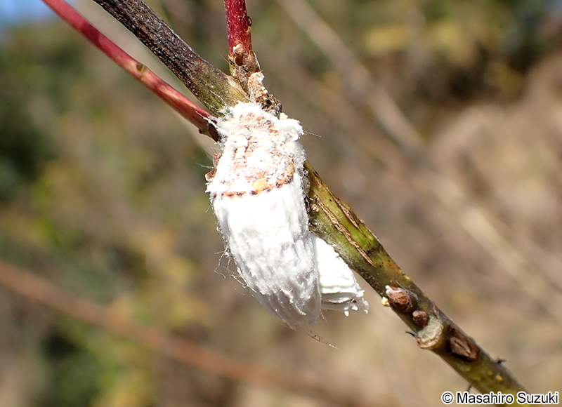 イセリアカイガラムシ Icerya purchasi