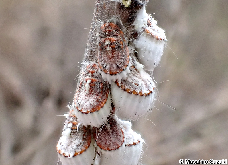 イセリアカイガラムシ Icerya purchasi