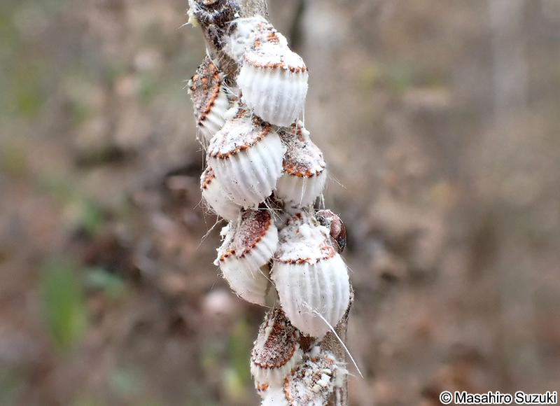 イセリアカイガラムシ Icerya purchasi