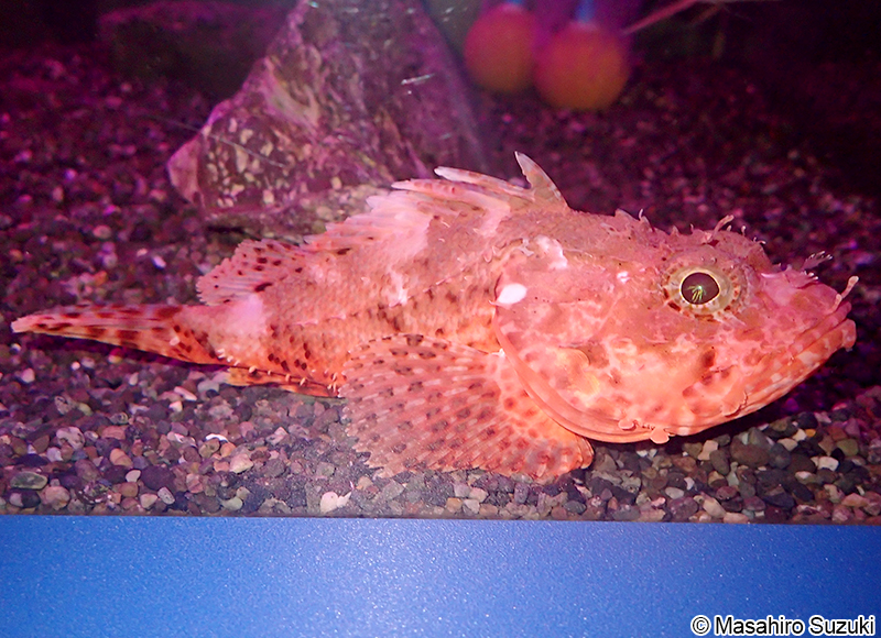 イズカサゴ Scorpaena neglecta