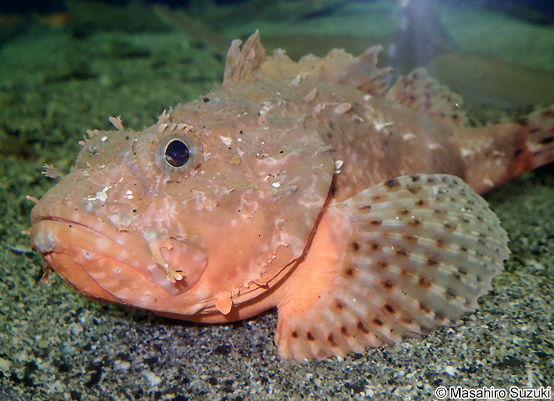 イズカサゴ Scorpaena neglecta