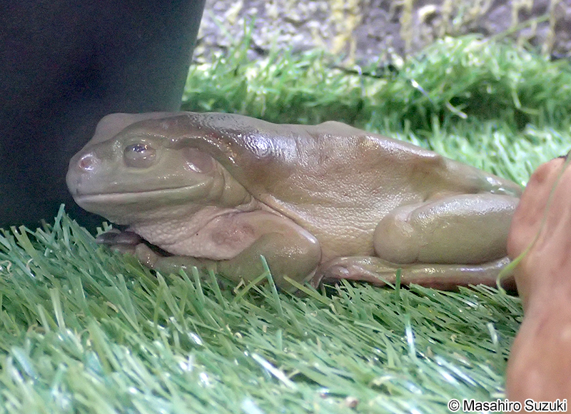 イエアメガエル Ranoidea caerulea