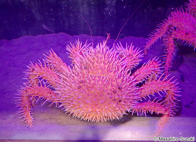 イガグリガニ Paralomis histrix