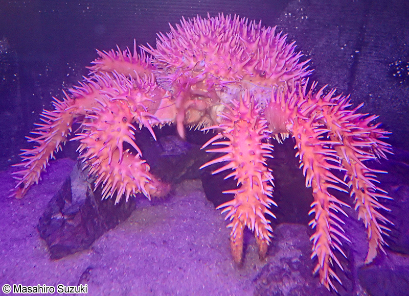 イガグリガニ Paralomis histrix